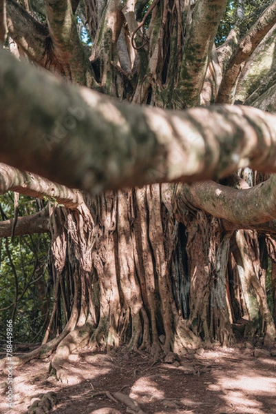 Fototapeta tree in the forest of hawaii