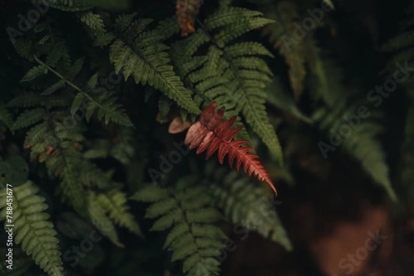 Obraz Hawaiian Fern