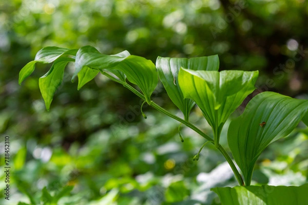 Fototapeta Polygonatum multiflorum, the Solomon's seal, David's harp, ladder-to-heaven or Eurasian Solomon's seal, is a species of flowering plant in the family Asparagaceae