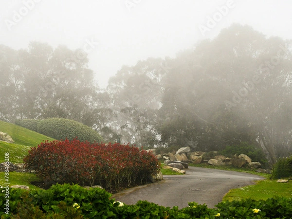 Obraz parque en nieblas