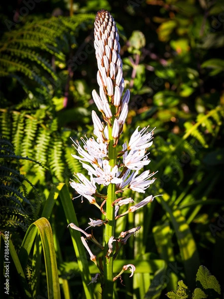 Obraz floreciendo en primavera 