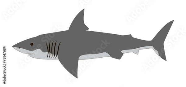Obraz Shark