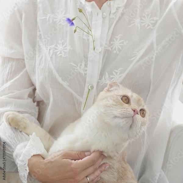 Fototapeta A white-and-red Scottish fold kitten in the arms of a woman in a beautiful white cotton blouse with embroidery and lace and a cornflower on a white background