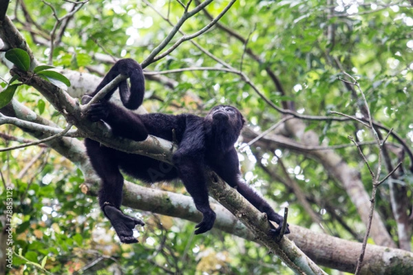 Obraz Howler monkey in canopy