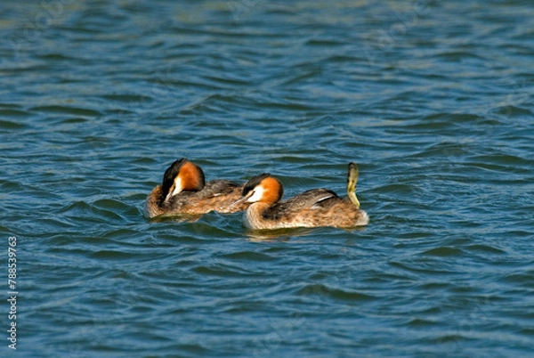 Fototapeta Grèbe huppé,.Podiceps cristatus, Great Crested Grebe