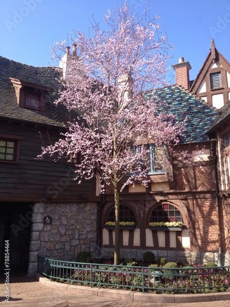 Fototapeta Blossomed Tree
