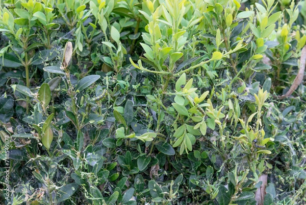 Obraz The box tree moth caterpillar eats the box tree bare