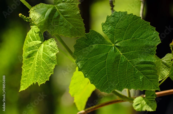 Obraz Pinot grape plant leafs closeup