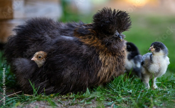 Obraz Hen with baby chicks.