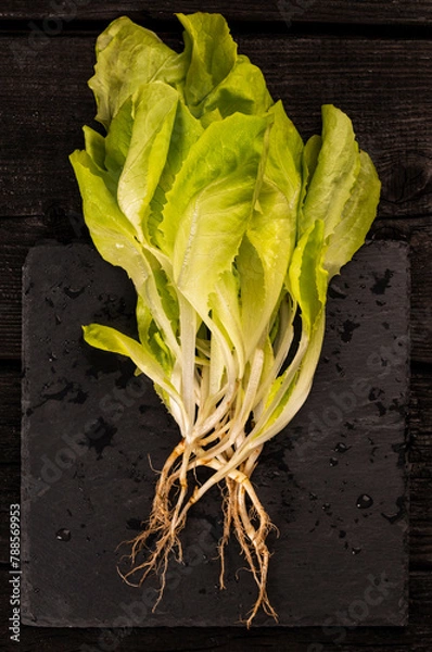 Obraz Fresh green salad.