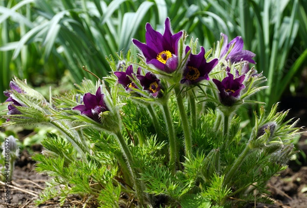 Fototapeta Flowers of Pulsatilla patens