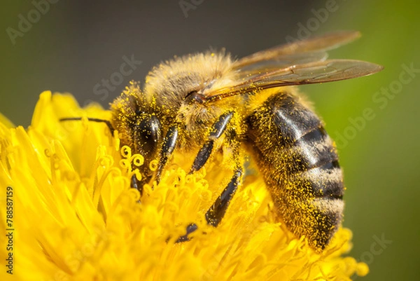 Obraz honey bee, apis mellifera, silhouette of a bee, anatomical structure of an insect, bee bathed in pollen, pollinating insect, dandelion flower, yellow flower, anthers, stamens, pollination, worker bee,