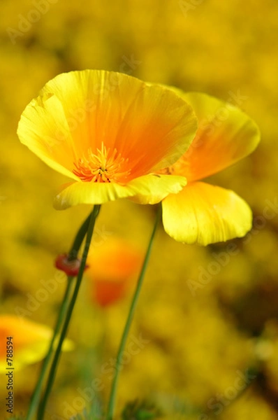 Fototapeta eschscholtzia