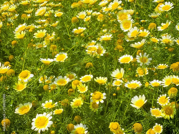 Obraz Fleurs de printemps