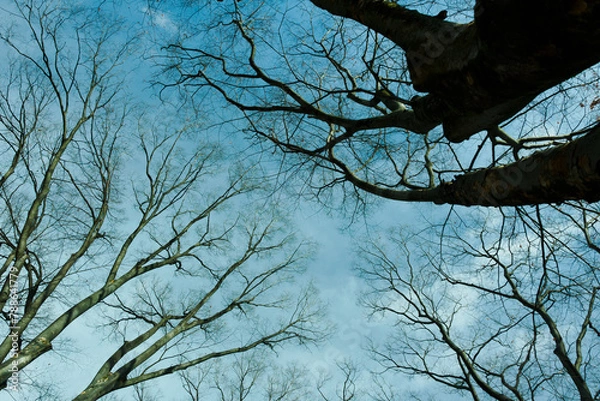 Obraz 冬枯れの空