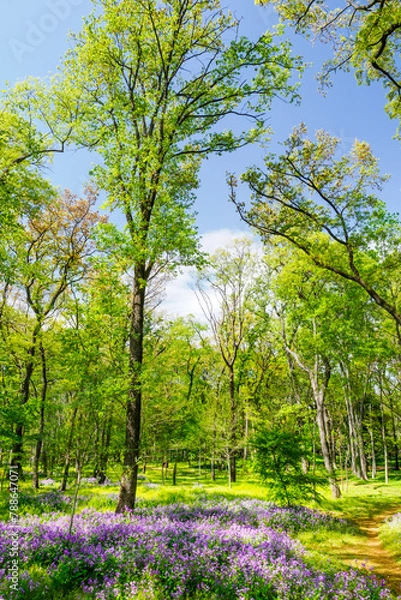 Obraz 青空と新緑とムラサキハナナ