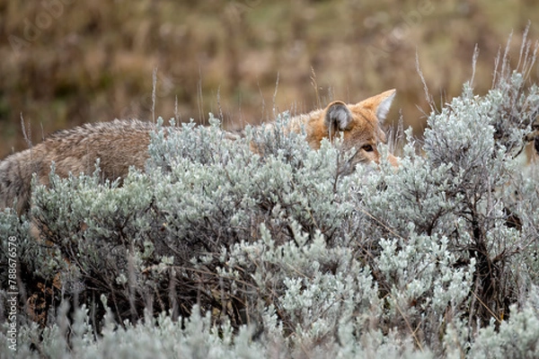 Fototapeta Coyote in the Sagebrush
