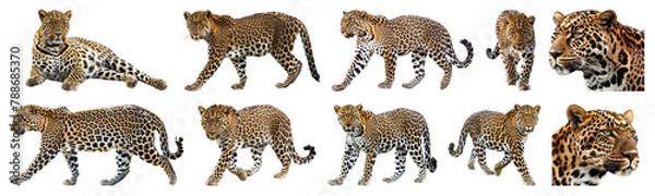 Obraz Majestic leopards in various poses isolated cut out png on transparent background