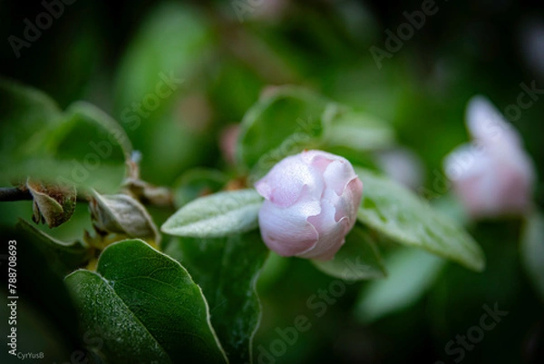 Obraz bourgeon de printemps