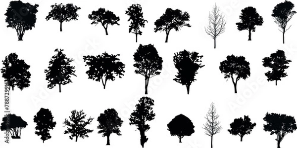 Fototapeta silhouette tree line drawing set, Side view, set of graphics trees elements outline symbol for architecture and landscape design drawing