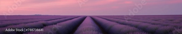 Fototapeta Lavender Field at Twilight