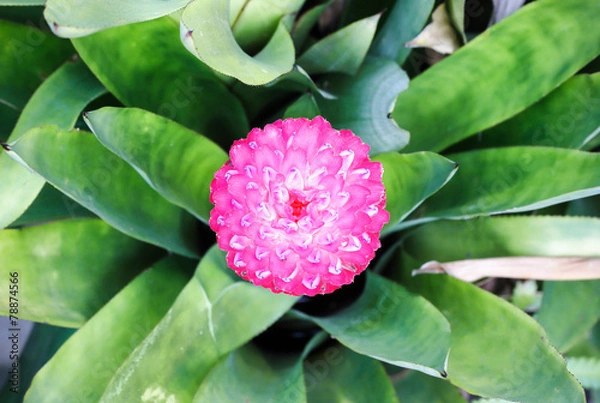 Fototapeta Bromeliad