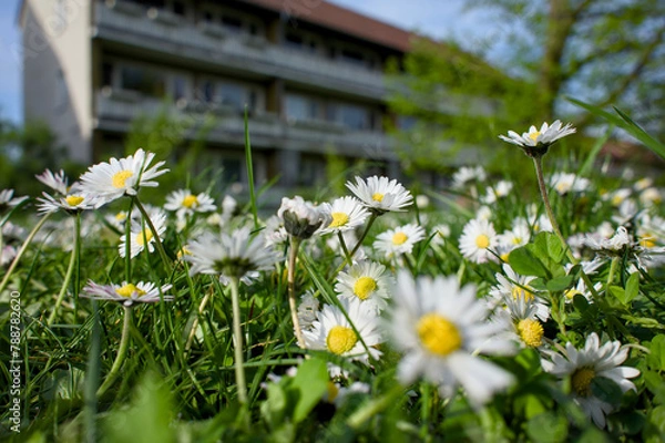 Obraz daisies in the grass