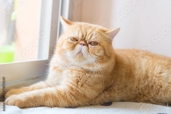 Fototapeta Brown Exotic shorthair cat, focusing in the foreground