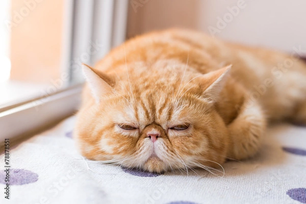 Fototapeta Brown Exotic shorthair cat, focusing in the foreground