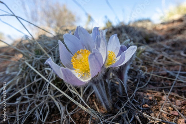 Obraz springtime flowers closeup on the colorado trail