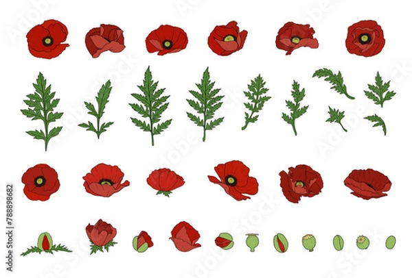 Obraz Vector Poppy Elements, Poppy Flowers, Buds, Leaves, Remembrance Day Poppies, Veterans Day Poppy