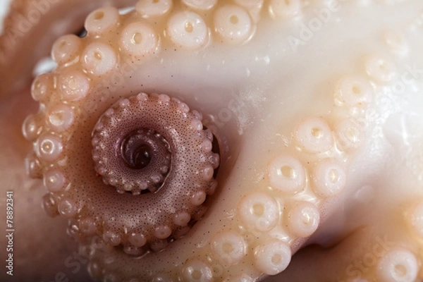 Obraz Fresh octopus on white background. Isolated.