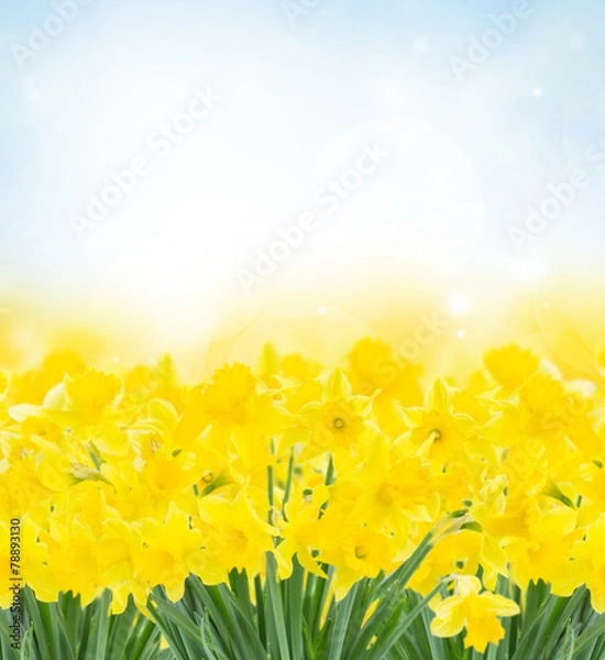 Obraz spring narcissus garden