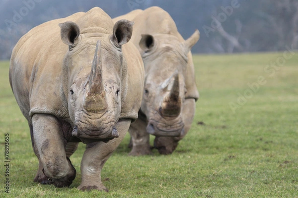 Obraz Two White Rhinoceros Walking towards camera