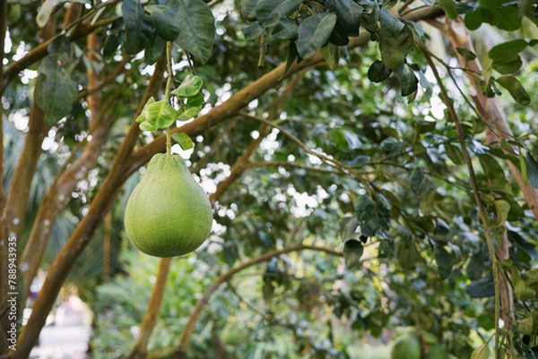 Fototapeta The pomelo fruit on the tree is growing.