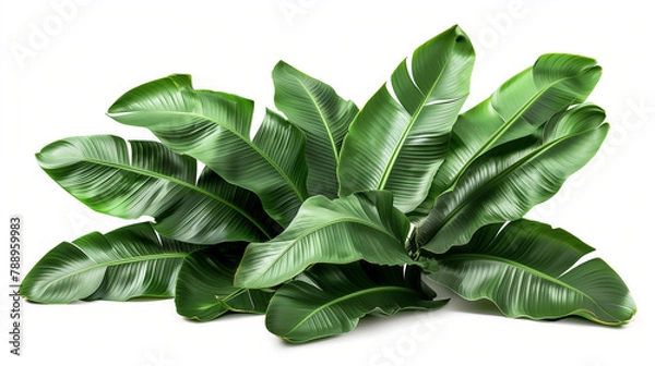 Obraz Beautiful Green leaves of banana leaves plants isolated on white background.