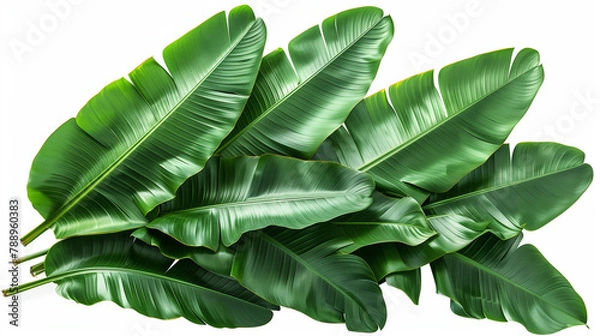Fototapeta Beautiful Green leaves of banana leaves plants isolated on white background.