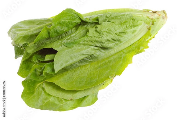 Obraz Romaine lettuce