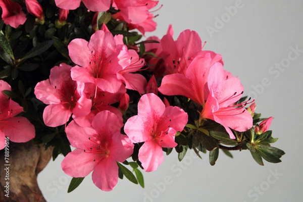 Obraz Blooming bonsai azalea