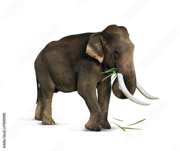 Obraz Indian elephant eats grass