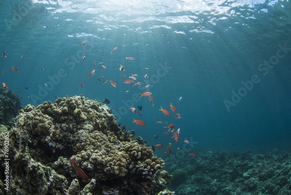 Fototapeta 海底に差し込む光とハナゴイの群れ