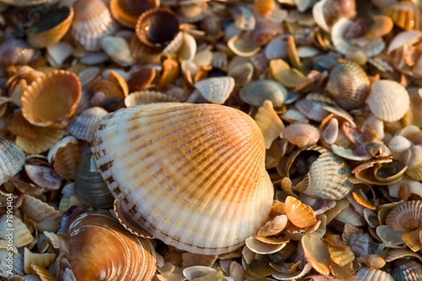 Obraz sea-shell texture