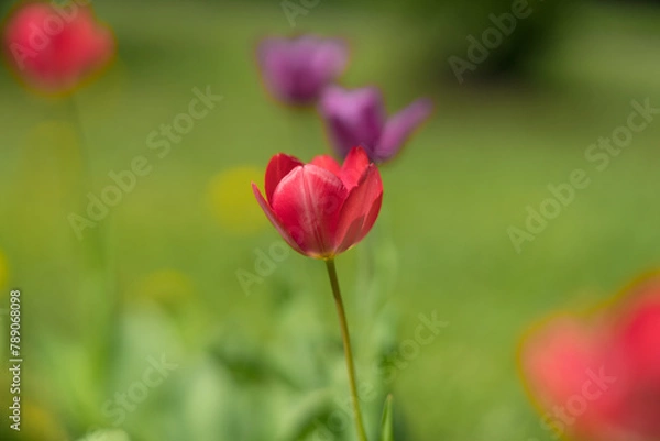 Obraz Red tulips in spring