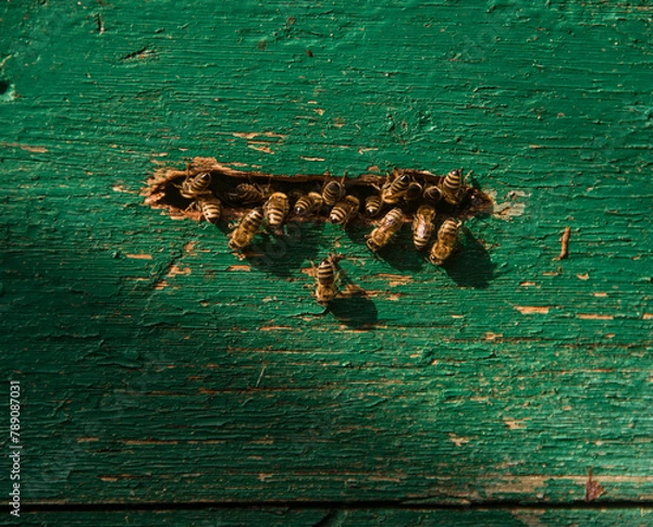 Obraz Bees in the hive. close up