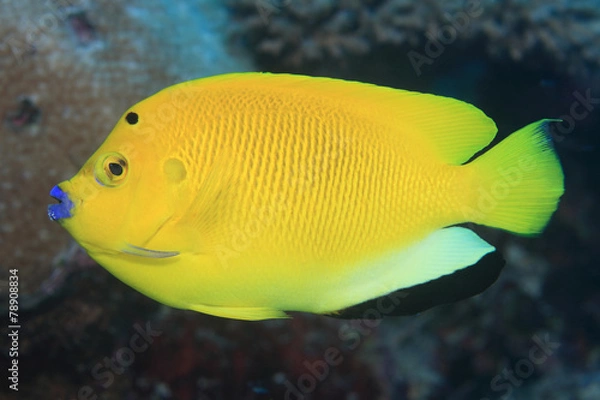 Fototapeta Treespot angelfish (Apolemichthys trimaculatus)