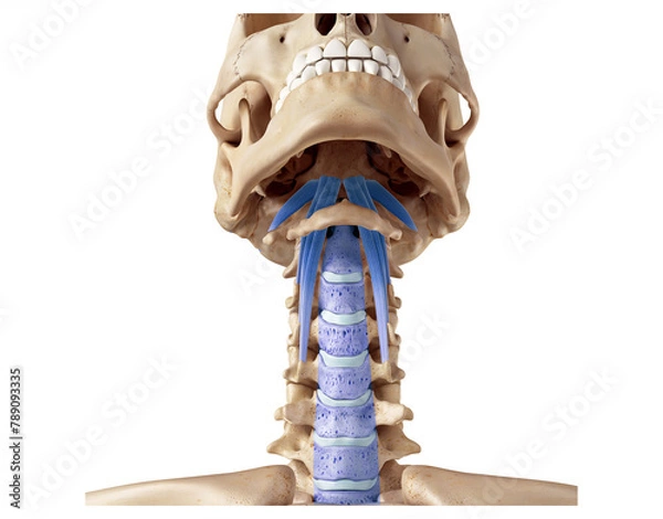 Fototapeta Deep muscle connection of the neck - longus capitis, anterior longitudinal ligament, rectus capitis anterior