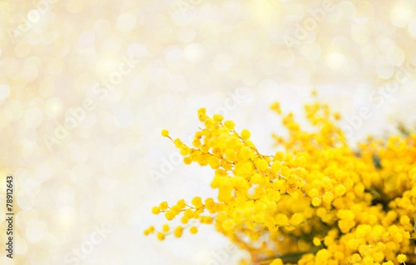 Obraz Mimose wallpaper boken
