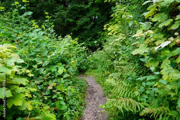Obraz Narrow footpath between overgrown green plants 