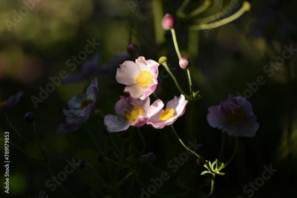 Fototapeta Anemone scabiosa blooming on bokeh garden background, anemone japonica in summer garden.