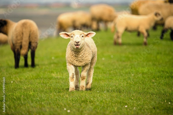 Obraz Osterlämmer auf dem Deich